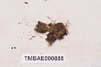 藏品(東亞比賴苔)的圖片